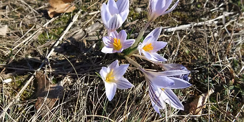 The 41st Meeting of Eastern Alpine and Dinaric Society for Vegetation Ecology (EADSVE)