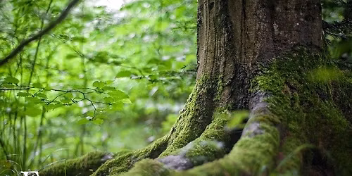 Family konstellation\/ Zen Coaching 2026