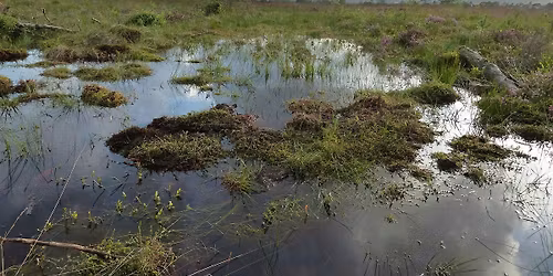 Member-only: winter wildlife at Meathop Moss Nature Reserve