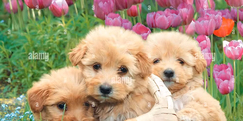 May 2026 Puppy Prep Class