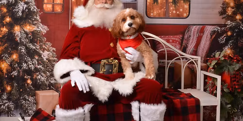 The Final Canine Christmas Portraits of 2025