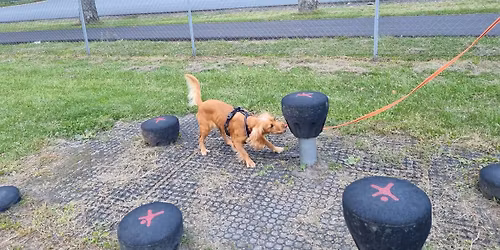 Innend\u00f8rs Nosework-weekend for nybegynnere i Fredrikstad: 4 ledige plasser!