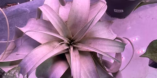 Mount Dora Plant Swap December