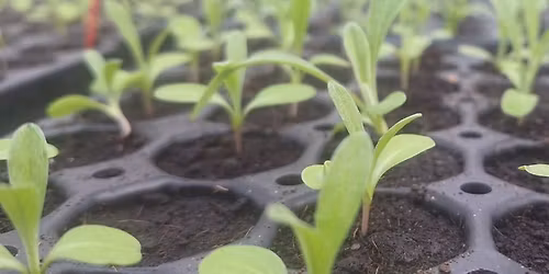 Food Growing for Beginners - Seed Sowing