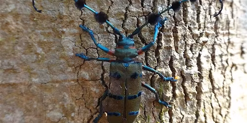 Longhorn Beetle Pinning