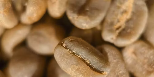 Behind the Roast: live specialty micro roastery