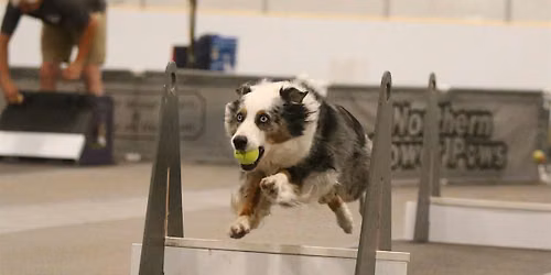 Training Class - Flyball