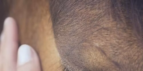 Horses in the Moment