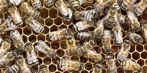 The Buzz on Bees with Dick and Sydney Daniel