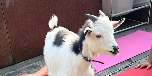 Goat Yoga by Yoga Kawa Toronto