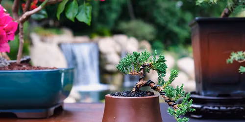 Bonsai for Beginners