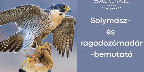 A leveg\u0151 urai - solym\u00e1sz- \u00e9s ragodoz\u00f3mad\u00e1r-bemutat\u00f3