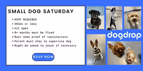 Small Dog Saturday at Dogdrop - Hollywood