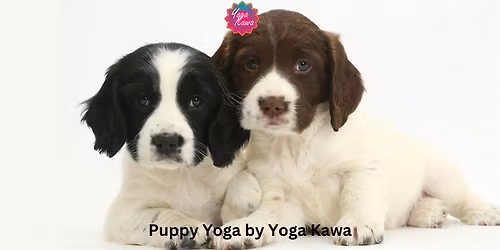 Puppy Yoga by Yoga Kawa Mississauga with Springer Spaniel
