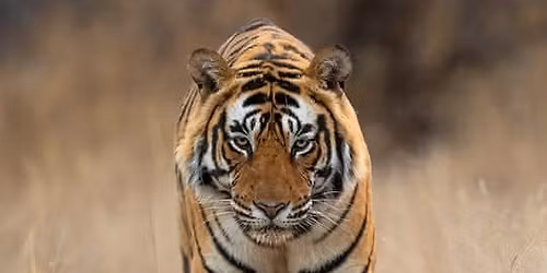 wildlife Photography Tour to KANHA in February 2026