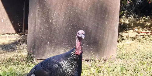 Turkey Toms