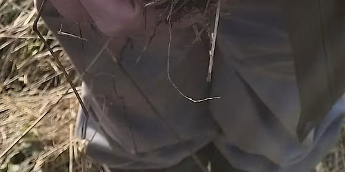 Harvest Mouse Nest Survey - Lunt Meadows