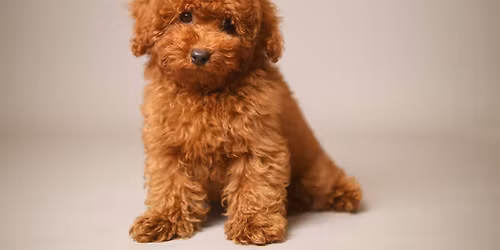 Puppy Yoga with Toy and Teacup Poodles from Europe! Miami