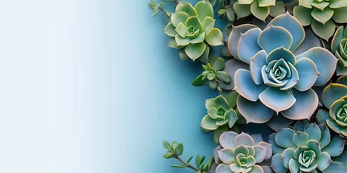 Succulent Garden Workshop