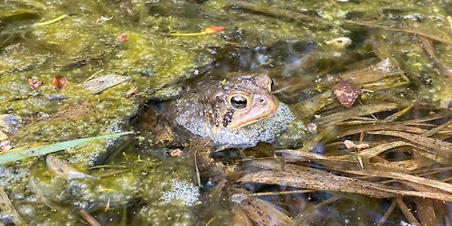 Froggy Went a Courtin' Night Hike