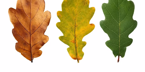 Dementia Friendly Garden Social - November