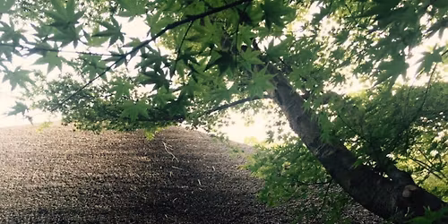 \u897f\u884c\u5eb5\u521d\u98a8\u7089\u8336\u4f1a(\u8981\u5fa1\u4e88\u7d04\u30fb\u6b8b\u5e2d\u4e00\u540d\u69d8)