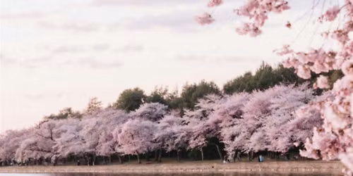 ZEN MONASTERIES & CHERRY BLOSSOMS JAPAN MEDITATION RETREAT