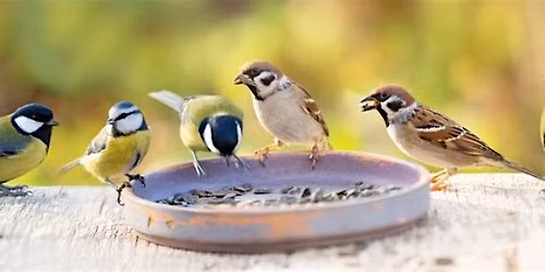 Country Crafts: Make a Bird Feeder