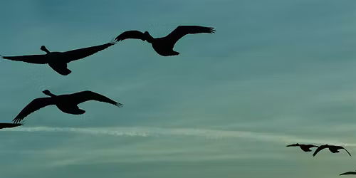 Black Birders Week- Sunset Walk -Tommy Thompson Park