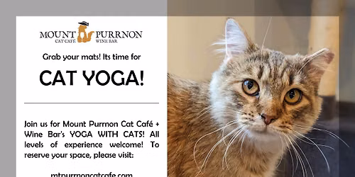 Cat Yoga