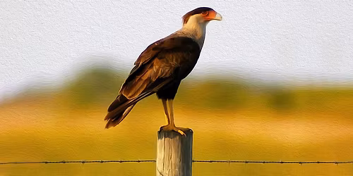 FIELD TRIP: Kissimmee Prairie Preserve State Park