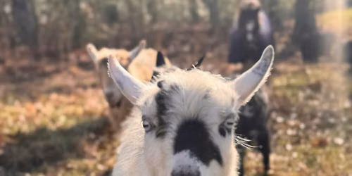 Go with the Flow - Goat Yoga