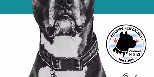 Chi-Town Pitties Minis