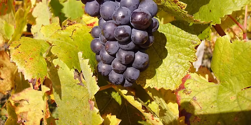 Wine Class - Pinot Noir