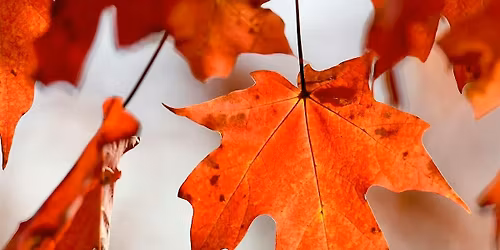 Fall Foods & More in the Park