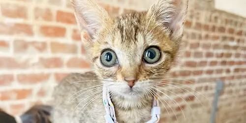 Kitten Yoga! 🐱 | August 22nd