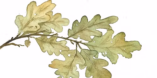 Painting Plants with Watercolour: FREE Workshop