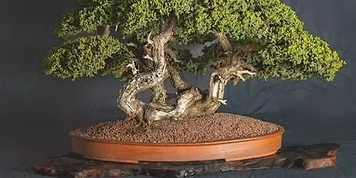 Kusamura Bonsai Club: 66th Annual Show