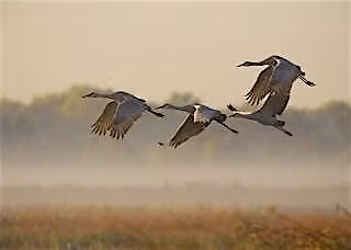 Crane Tour of December 14th, 2025