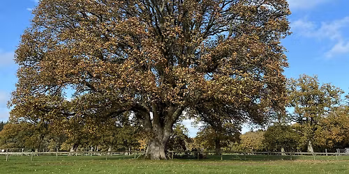 Ancient Trees of New Park, A Guided Walk
