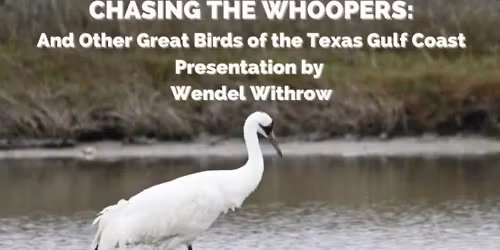 November Club Meeting:\u00a0Great Birds of the Texas Gulf Coast!