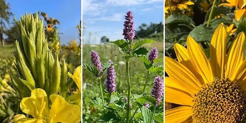 Grow and Gather: Native Companion Planting