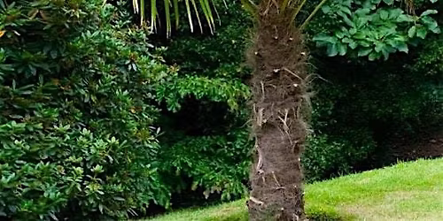 Palms in Central Florida