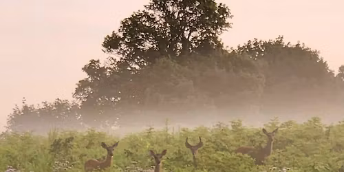 Arch Stanton Trio at Dove and Deer 