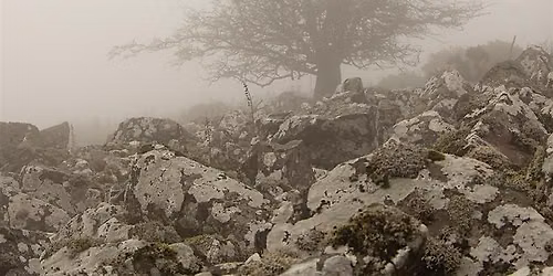 Horror Poetry - Summer Workshop for Adults