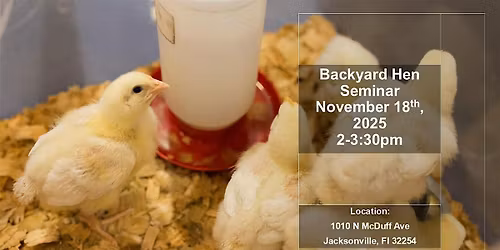 November Backyard Hen Training