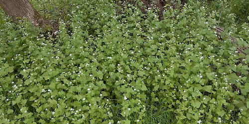 Controlling Invasive Species in Ottawa: In-Person Talk at OTL