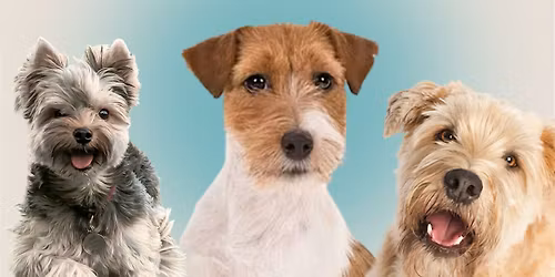 San Diego Terrier Meetup