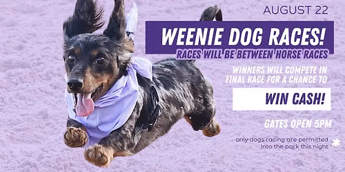 Weenie Dog Races