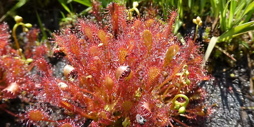 Local Volunteer Event:  The Sundews of Bursledon Common